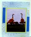 2008/05/21/SC177_Geese_by_the_Mississippi_by_MariLynn.JPG