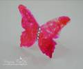 2011/08/04/Acetate_Butterfly_005_copy_by_BronJ.jpg