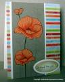 2011/03/22/The_Joy_of_Poppies_by_pbft.JPG