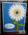 2009/03/18/PacificPointDaisy_by_RDiehl.jpg