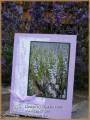 2009/07/28/lavender-in-lavw_by_tiyabea.jpg