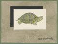 Turtle_is_