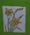 Daffodil_C