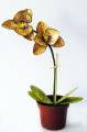 orchid_by_