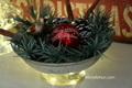 2014/11/06/640X-Evergreen-Bowl-Graphic_by_ScrapNGrow.png
