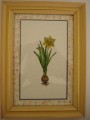 daffodil_b