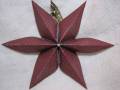 2006/12/01/Star_Ornament_12_02_2006b_1_by_stampin_andrea.JPG