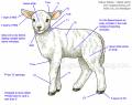 2012/02/09/lamb-coloring-guide_by_Crafts.jpg