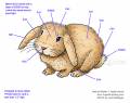 2012/02/13/bunny-coloring-guide_by_Crafts.jpg