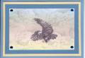 2006/09/29/Eagle_in_the_Clouds_by_qt.jpg