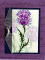 2005/12/13/thistle11_by_quitecontrary.jpg