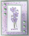 Violets_by