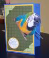 2008/06/27/BD_for_Macaw_by_MelodyGal.jpg