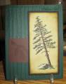 2009/02/20/2008Sep14_Leaning_Pine_and_Stripes_by_Melilot.jpg