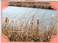 2009/03/09/photos_-_lake_cattails_in_pot_holes_area_by_flowerladyjanet45.jpg