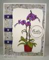 2009/05/23/orchid-bday_by_cmustopa.jpg