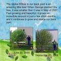 2009/05/28/GlobeWillow_right_by_ColoradoLeen.jpg