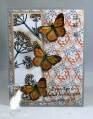 2010/02/27/Butterflies_and_Anise_lb_by_Clownmom.jpg