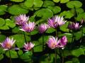 2010/05/05/Water_lilies_by_ibtest.jpg