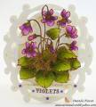 Violets_B_