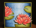 Water_Lily
