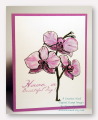 2013/05/22/Orchids_beautiful_day_etsy_by_moonrise.jpg