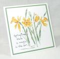 Daffodil_T