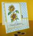 2017/02/17/sunflower_card_by_NancyK_.jpg