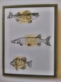 2017/04/01/Fresh_water_fish_card_by_TinaMarie1.jpg