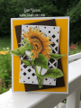 Sunflower-