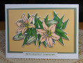2023/03/24/lily_Card_orange_by_JD_from_PAUSA.jpg