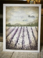2023/04/23/lavender_2_by_nwilliams6.jpg