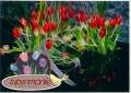2012/05/14/Tulips_Galore_by_AuroraChristina.jpg