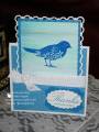 2010/11/30/Pacific_Point_Blue_Bird_by_cindy501.jpg