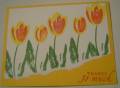 2005/05/07/Spring_Tulips1.jpg