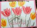 2006/05/08/Mother_s_Day_Tulips2_small_by_bensarmom.jpg