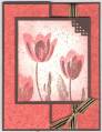 2006/05/31/SC74_CC64_Coral_Tulips_by_Judy_K.JPG