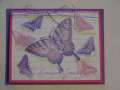 2004/10/05/8239Butterfly_with_vellum.JPG