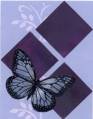 2005/06/28/blue_and_purple_butterflies.JPG