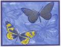 2005/08/05/Butterflies_on_Blue0001_by_blueheron.JPG