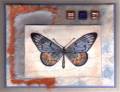 2005/08/11/Cased_butterfly_on_dryer_sheet0001_by_blueheron.JPG