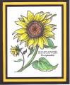 2006/05/31/General-Sunflower-Prismacolor-2006_by_okiedee.jpg