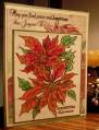2010/12/10/F4A42_Poinsettia_by_Vicky_Gould.jpg