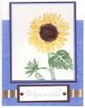 2007/07/04/sunflower_provence_colors_by_ellesart.jpg