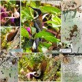 2023/04/11/12X12-EASTERN-SPINEBILL---THIS-IS-THE-LIFE_by_wombat146.jpg