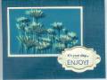 2010/02/17/bleached_upsy_daisy_by_Janetloves2stamp.jpg