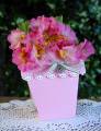 2009/05/08/Potted_Pink_by_patsmethers.jpg