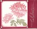 2008/05/04/Pretty_Peony_by_NotGonnaGetHooked.jpg