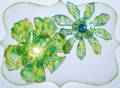 2011/06/13/Faux_glass_flowers_2_by_iceprincess.JPG
