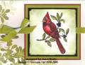 2008/10/26/Cardinal_on_shimmer_by_janetwmarks.jpg